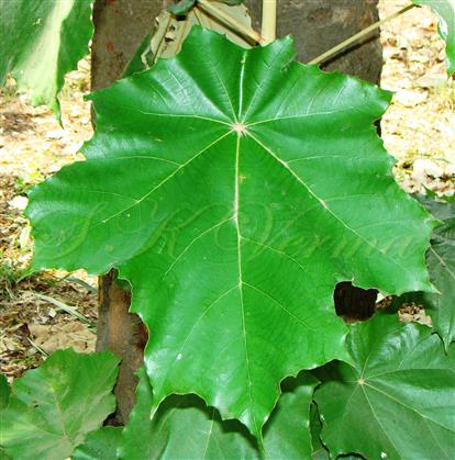  Leaf(Adaxial view)